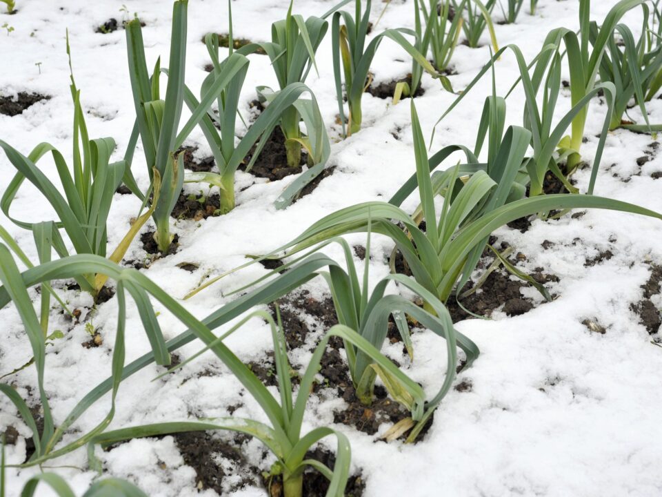 Leeks in the winter snow